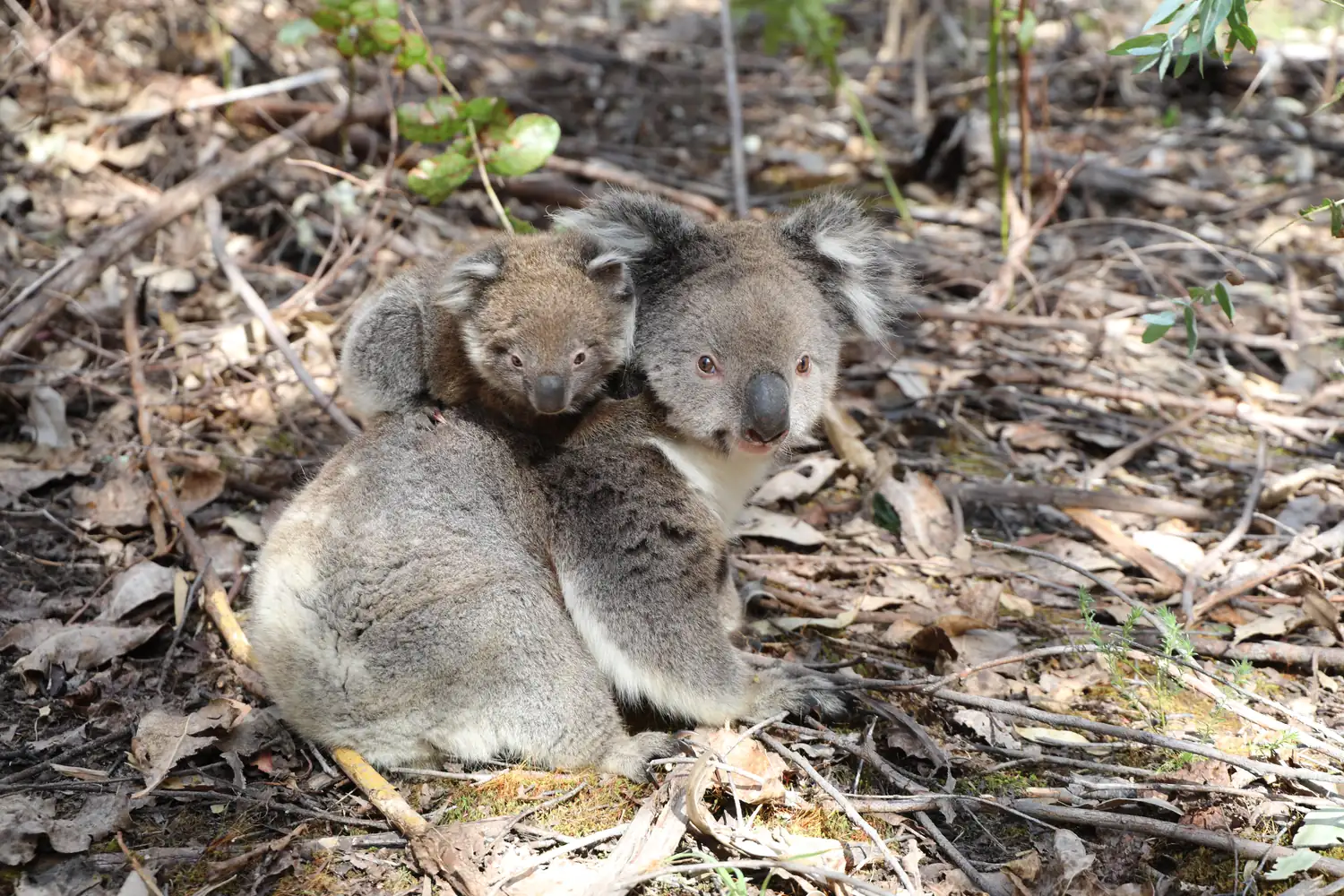 Mother koala carrying her joey on her back