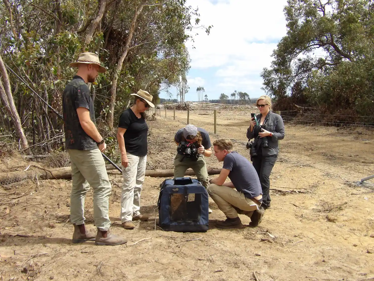 Rescuers gathered around a captured koala