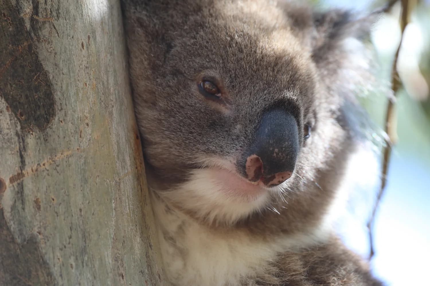 Close-up of a koala's face
