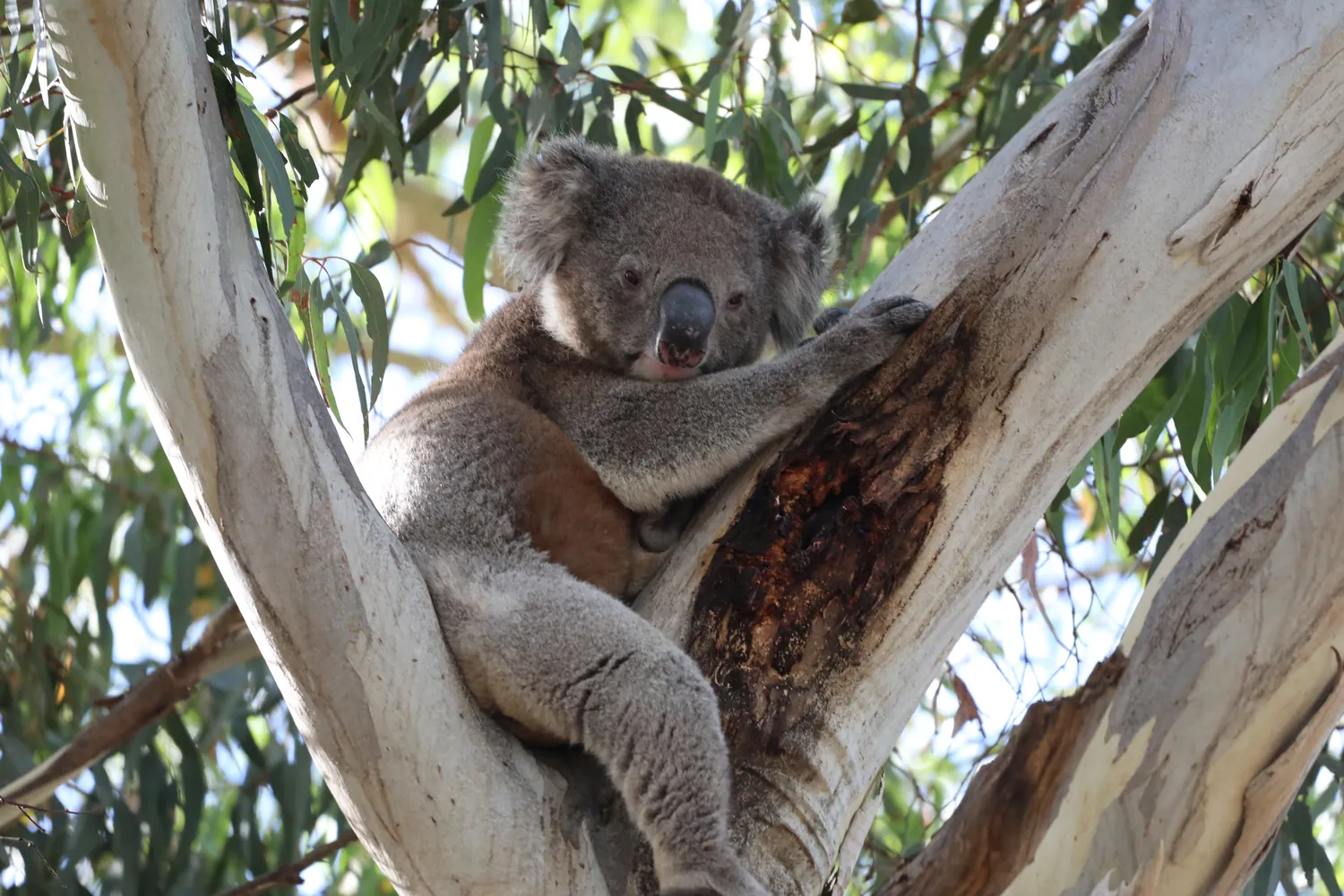 Koala sitting in tree branches