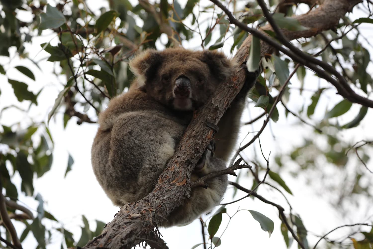 Koala nestled among eucalyptus branches