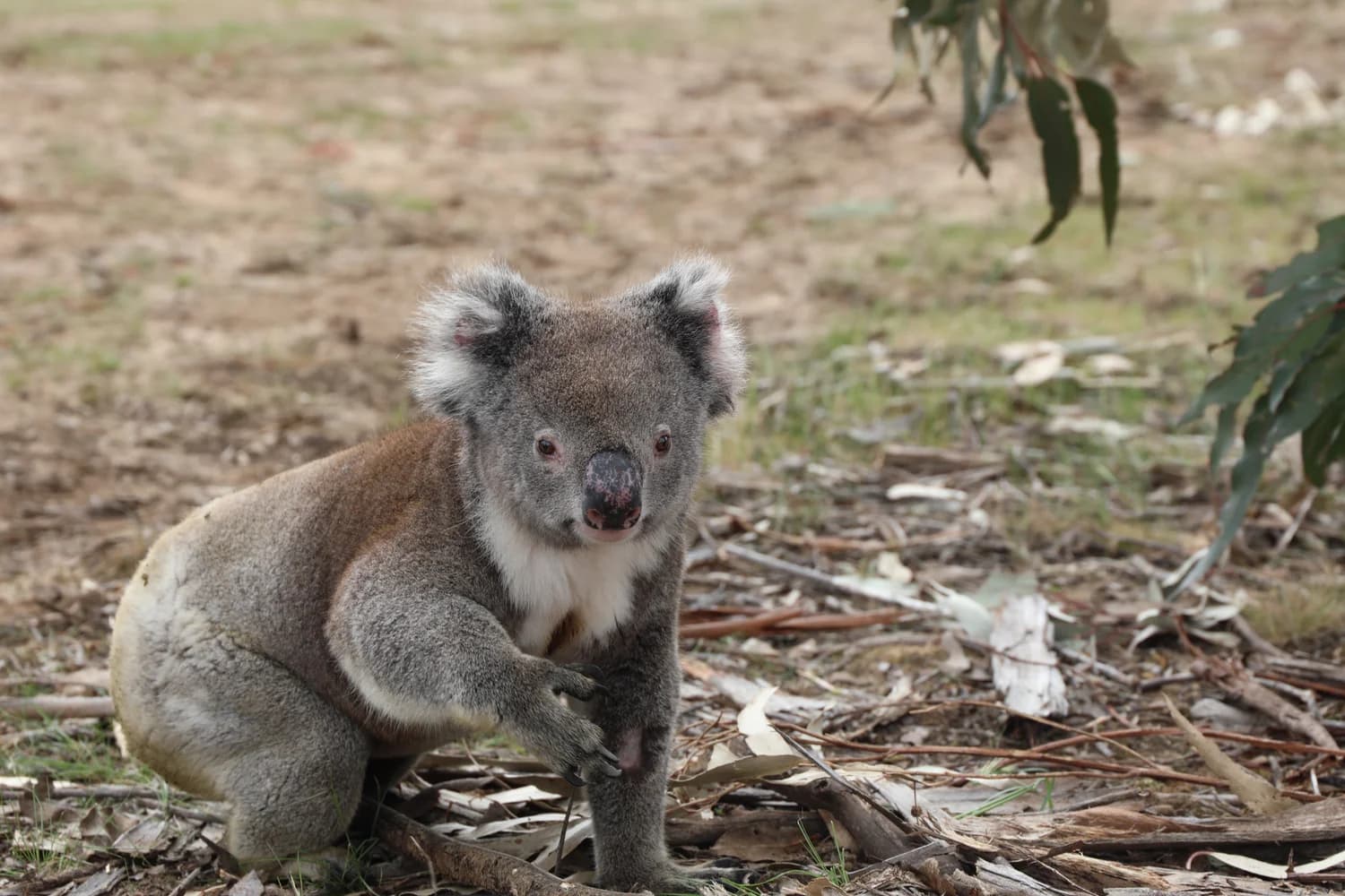 Mother koala with a joey on her back