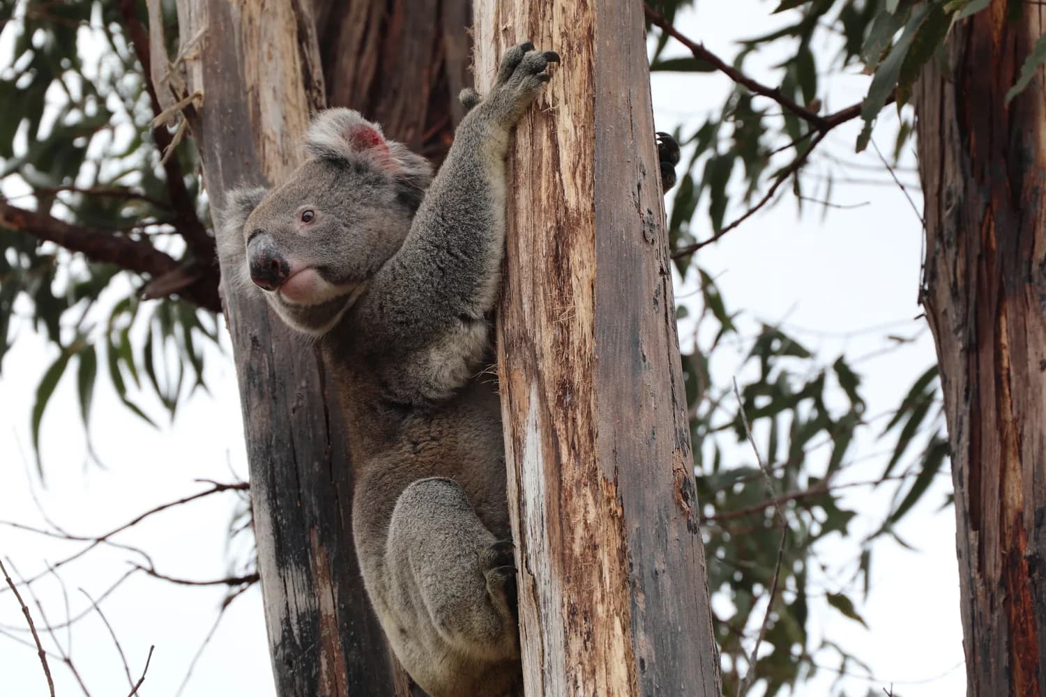 Koala resting on a tree trunk