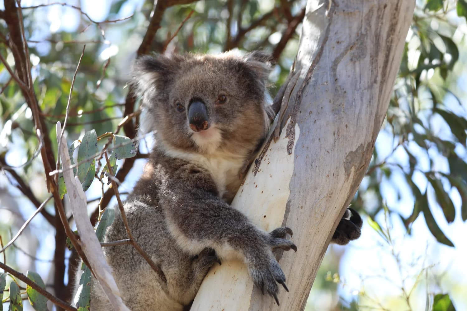 Koala perched on a tree trunk at the sanctuary