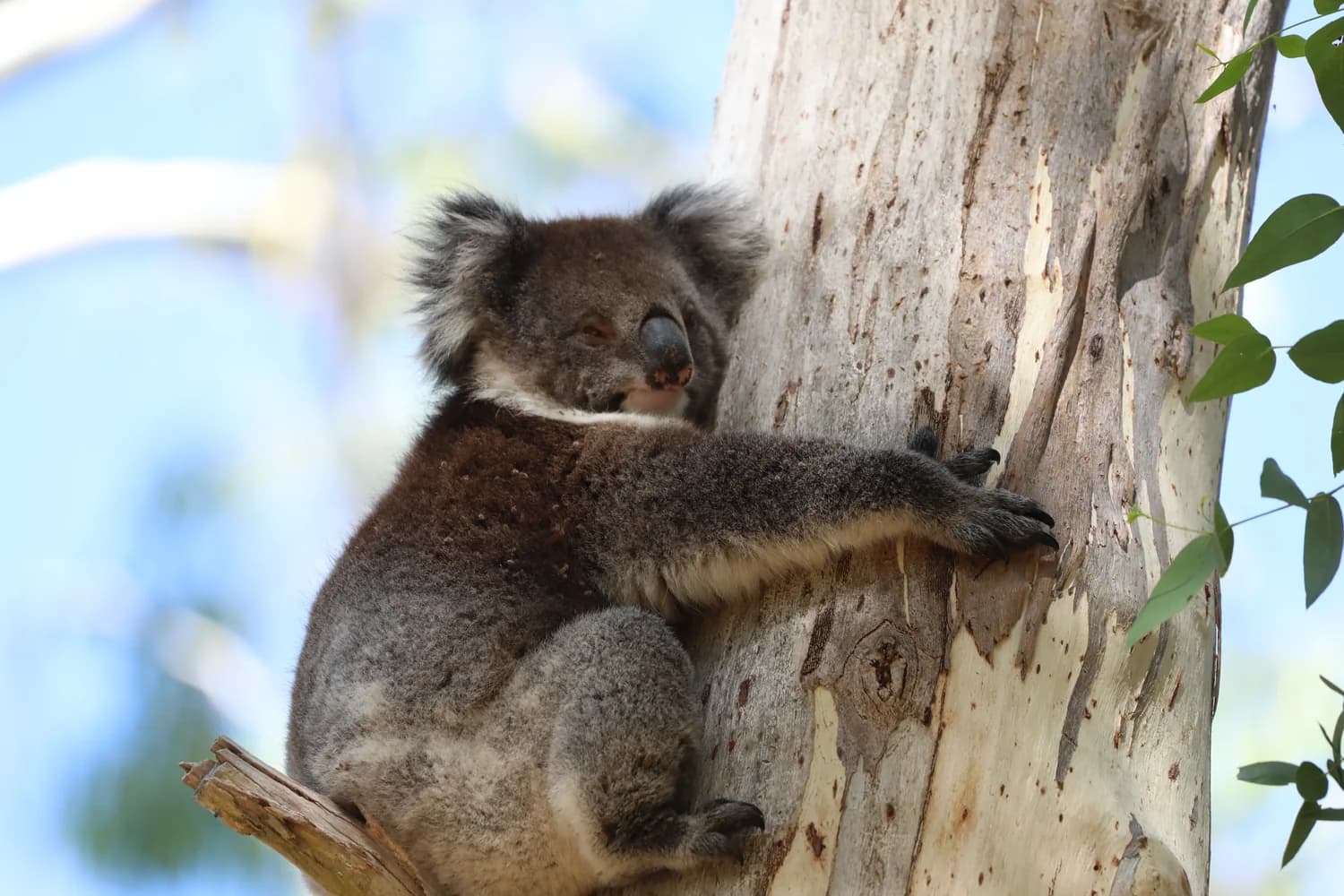 Koala clinging to a tree trunk