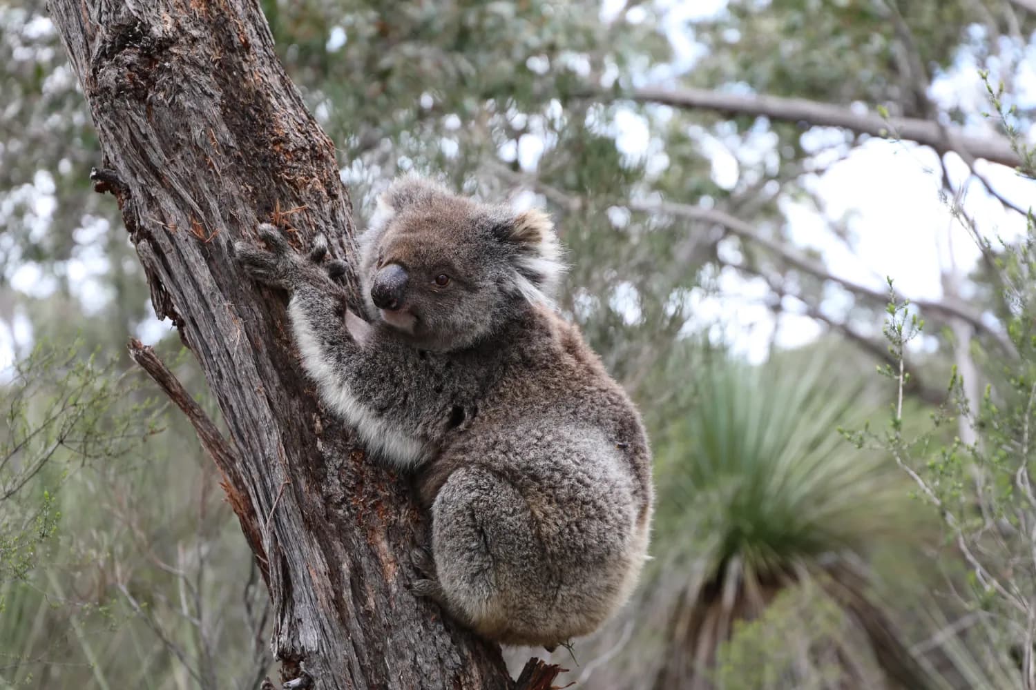Koala perched on a tree trunk at dawn