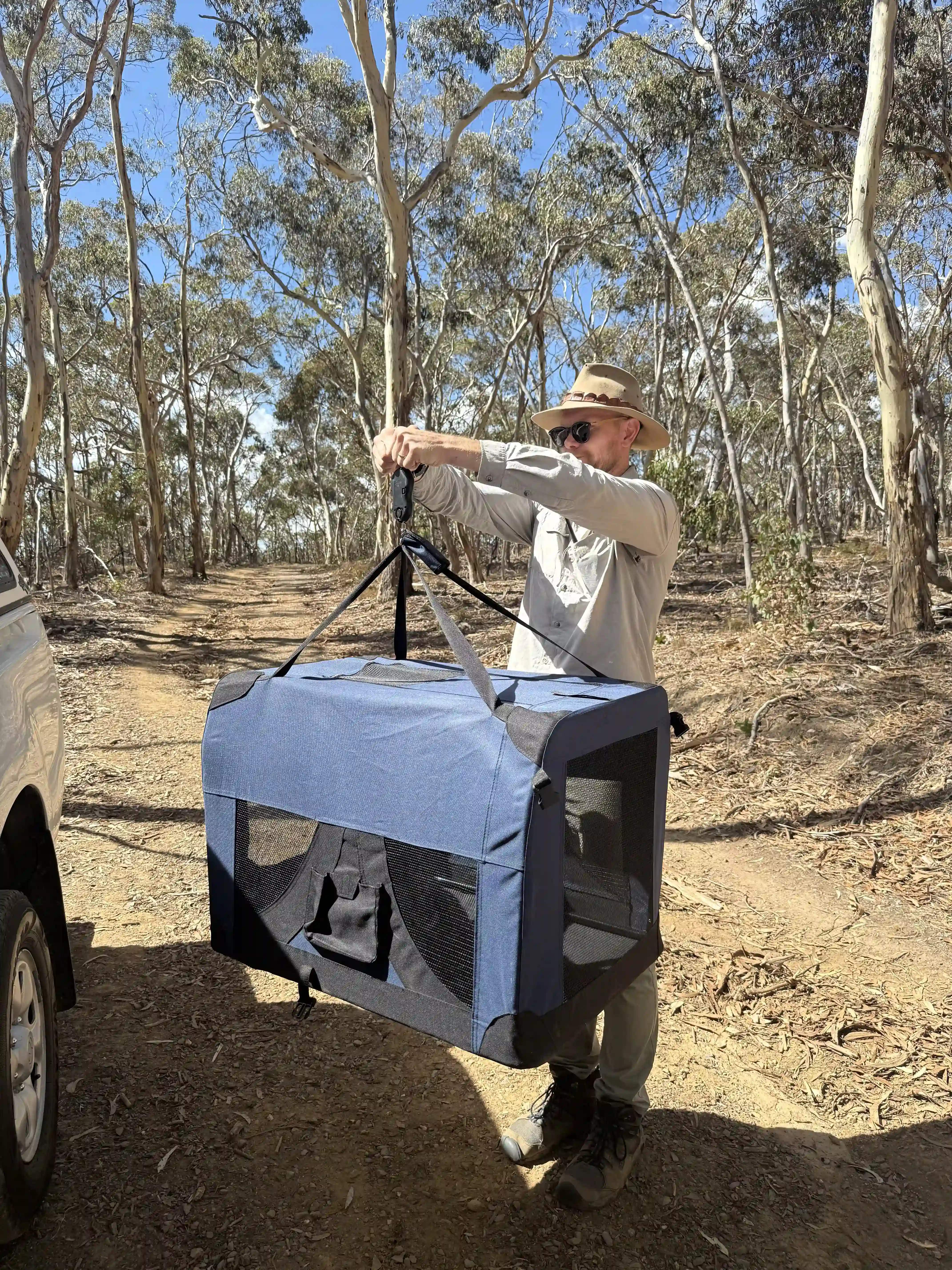 Researcher weighing a koala